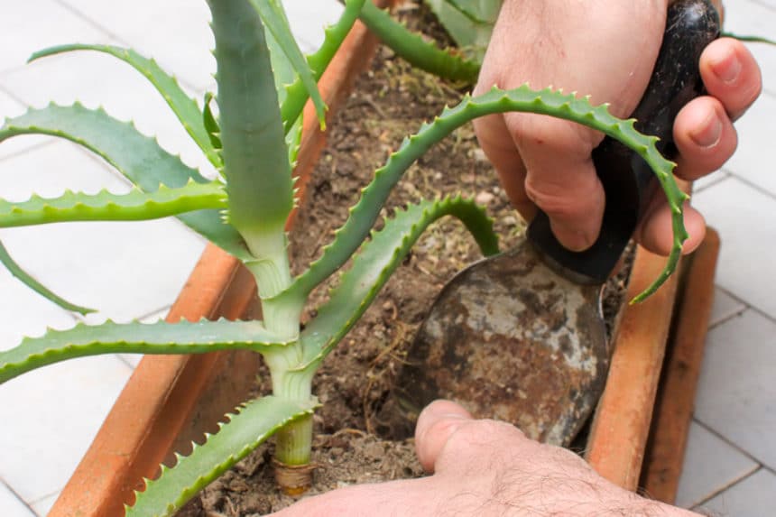 Repotting Aloe Vera Top Tips On How And Why 7527