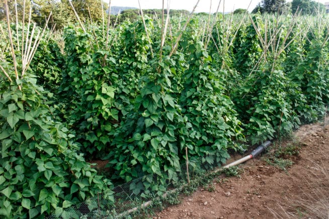 Bush Bean Spacing & Giving the Room They Need