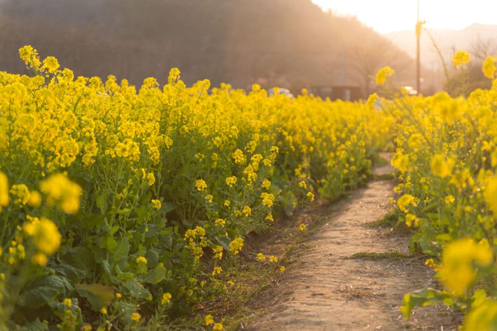 Brown Mustard Leaves at Ramon Haggerty blog