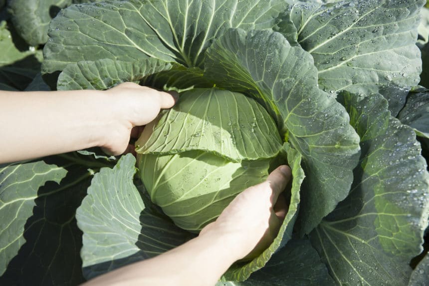 Cabbage Spacing » Give Them Space to Breathe