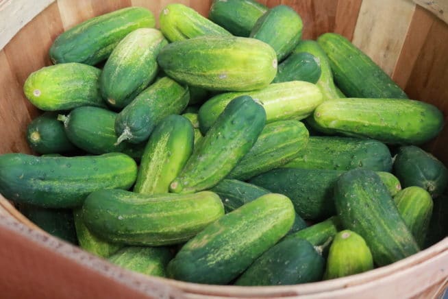 When And How To Pick Pickling Cucumbers Gardeneco 1953