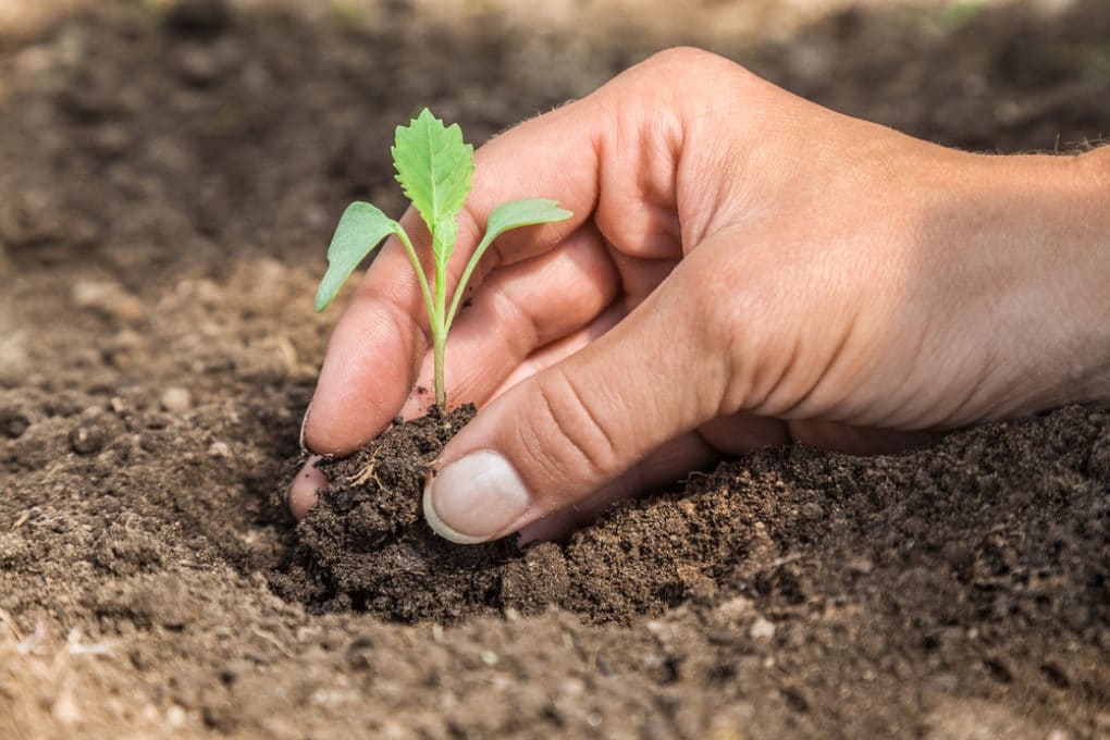 Cabbage Spacing Give Them Space To Breathe   When To Plant Cabbage 1020x680 