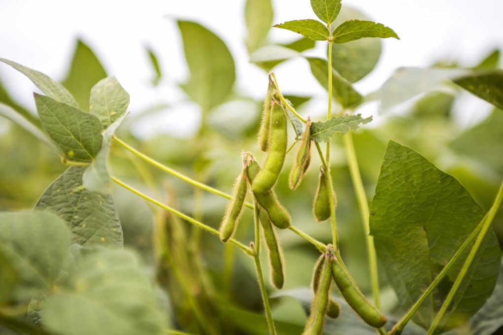 Where Are Most Soybeans Grown? - Garden.eco