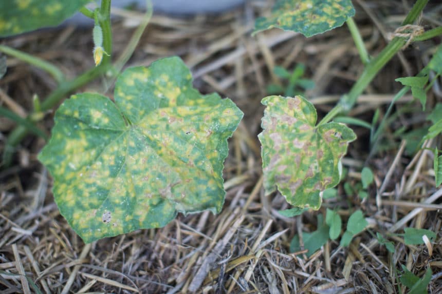 Yellow Spots on Cucumber Leaves » Diagnosis & Prevention Tips