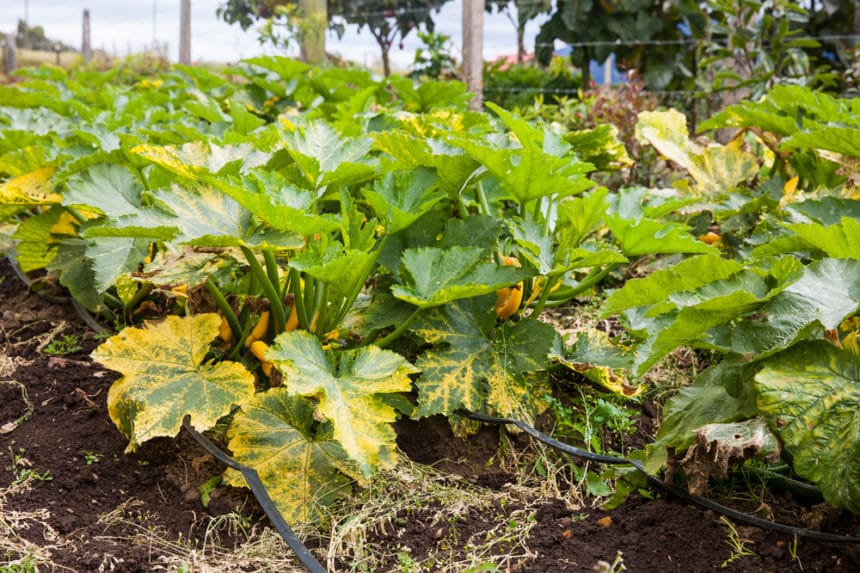 White Spots on Your Zucchini Leaves? What It Is & What to Do