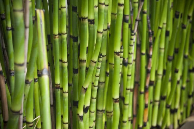 bamboo-like-plants-list-of-similar-plants