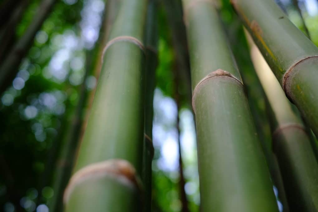 Bamboo Fertilizer » Top Tips on Feeding