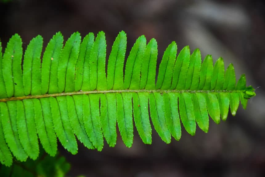 Boston fern with brown leaves