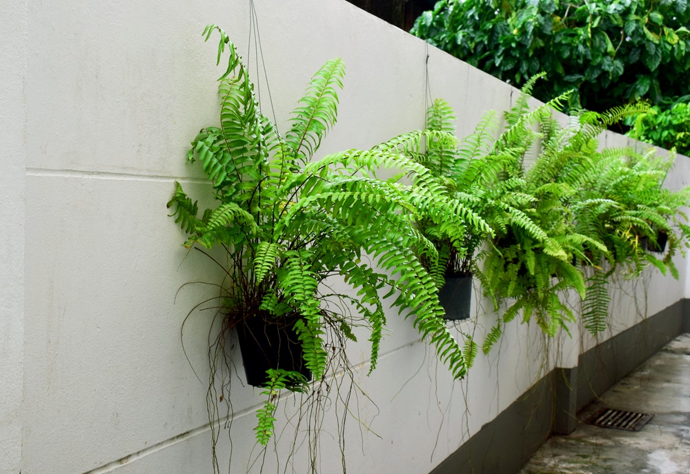 Boston Ferns Outdoors Top Growing Tips