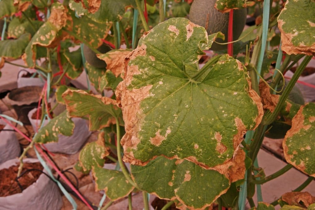 Cucumber Plants Dying Causes and Cures Garden.eco