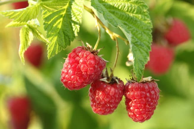 Raspberry Trellis » Tips to Grow Them Up High