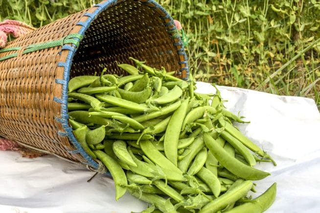 Trellis for Peas » Tips For Hanging Them Up High