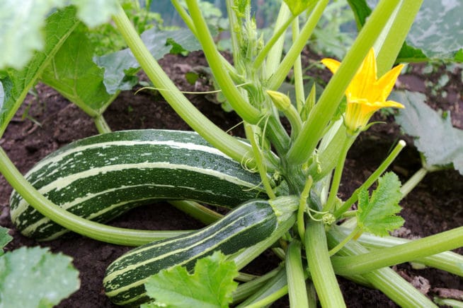 How to Grow Zucchini Vertically » Up, Up and Away!