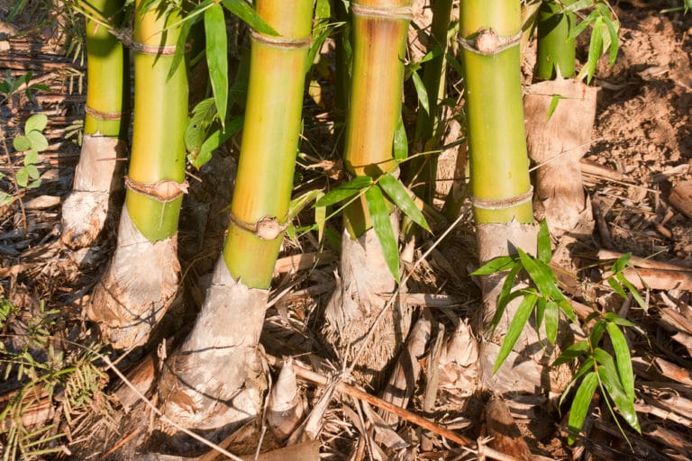 How to Kill Bamboo » Everything You Need to Know