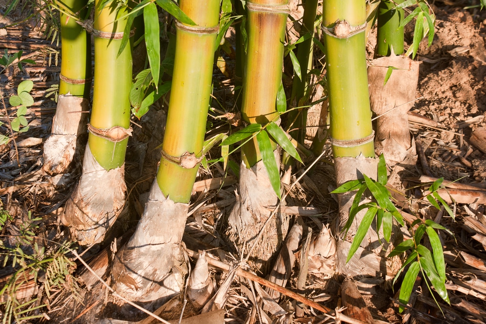 How To Grow Bamboo From Cuttings Garden eco