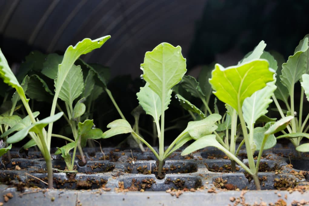 When to Plant Kale as Seeds or Seedlings Garden.eco