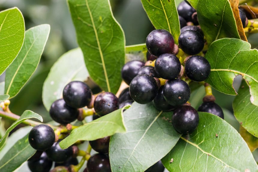 the different types of bay laurel plant