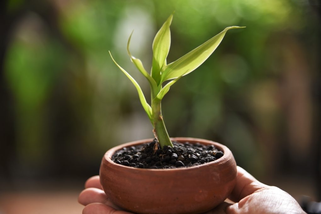 Lucky Bamboo Turning Yellow Yikes Tip On Prevention   Lucky Bamboo Leaves Turning Yellow 1020x680 