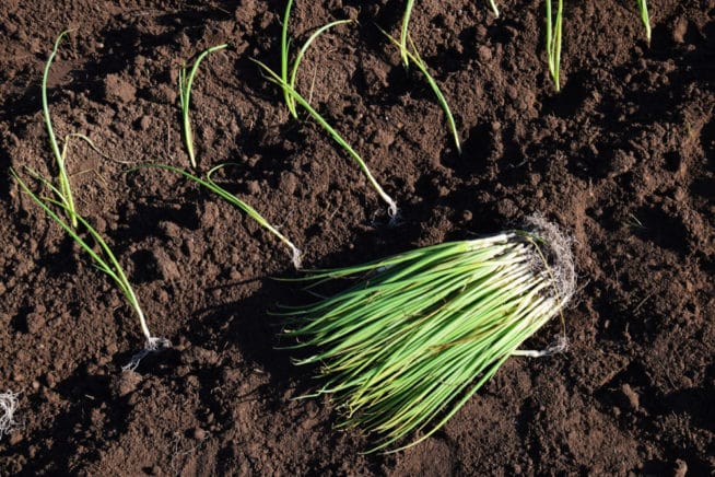 Onion Seedlings » Top Tips on Planting & Growing