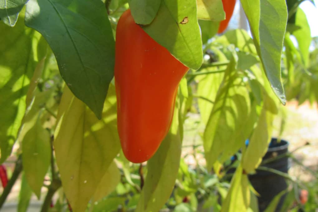 Bell Pepper Plant Problems Tips For Identification And Control