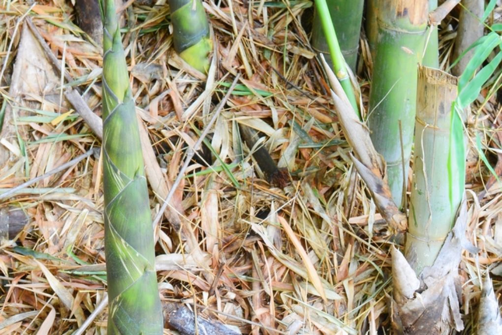 All About Bamboo Rhizomes - Garden.eco