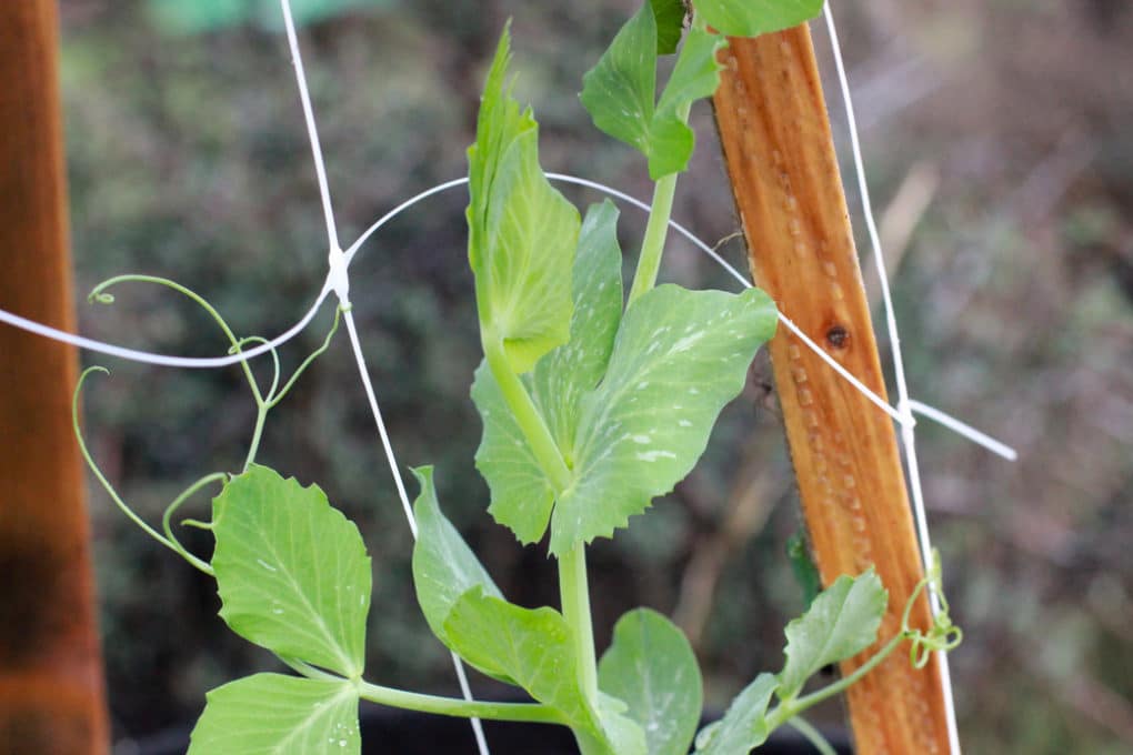 String Peas » Top Tips to String Them Up High