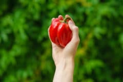 How to Get a Green Bell Pepper to Turn Red - Dengarden