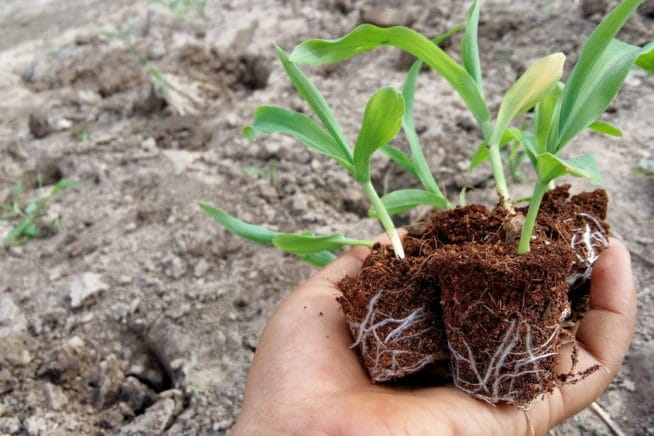 How Much Water Does Corn Need? » Top Tips