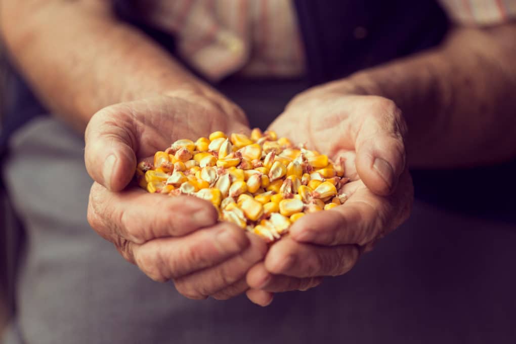 Where Do Corn Seeds Come From? - Garden.eco