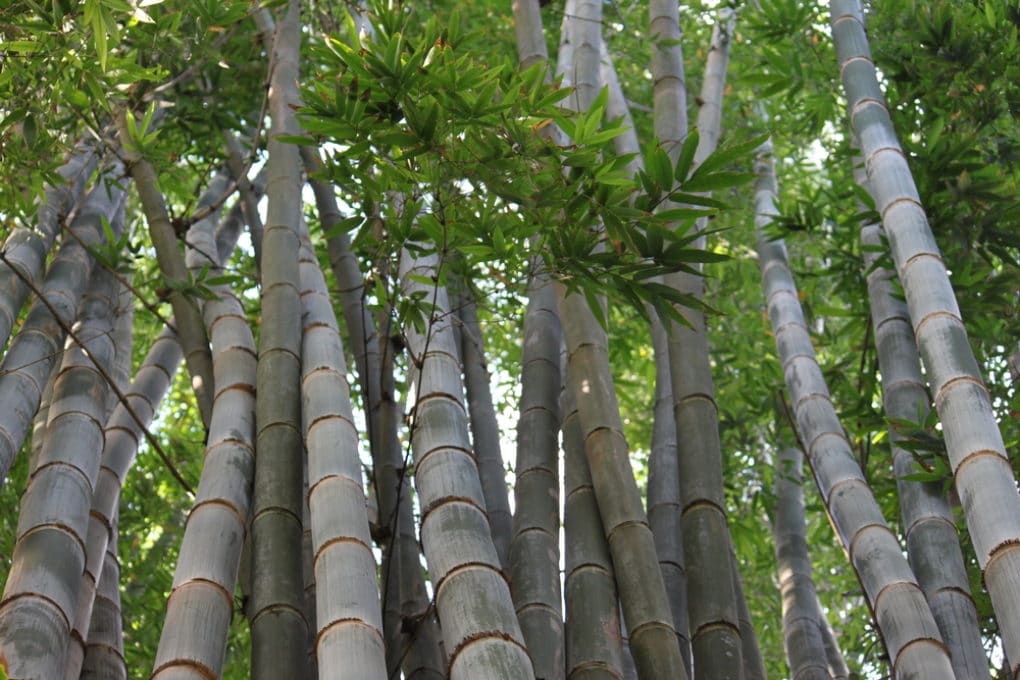 Where Does Bamboo Grow? » Just About Everywhere