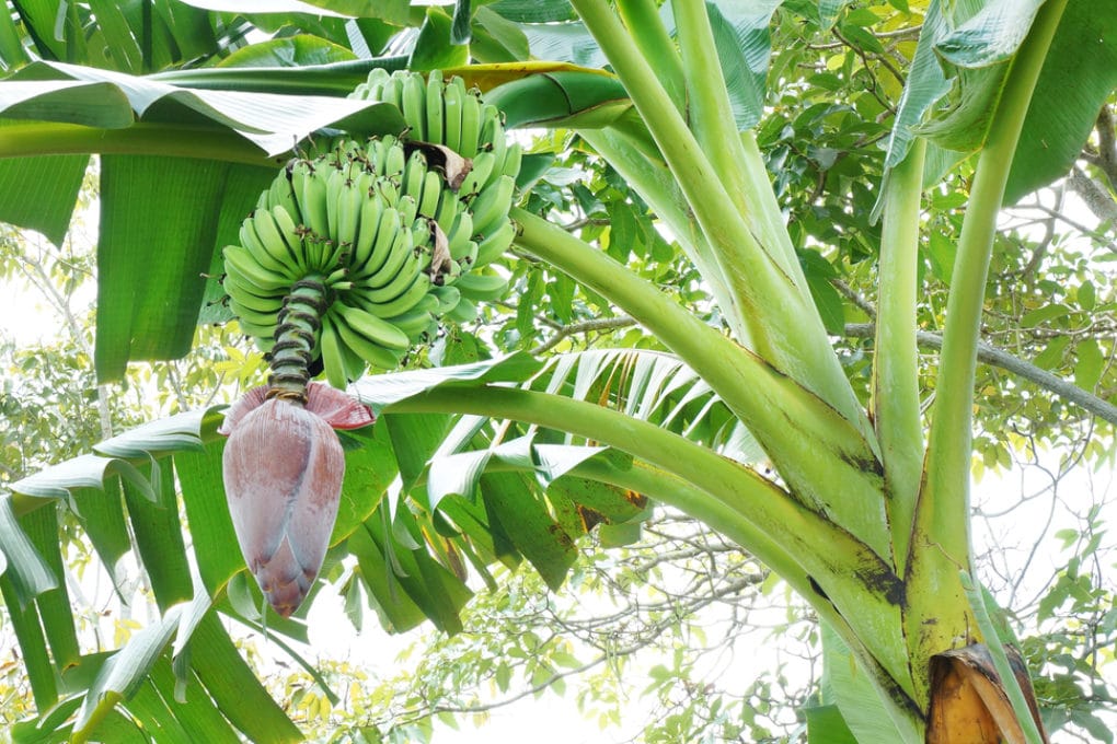 Banana Tree Care » Tips to Keep it Happy & Healthy