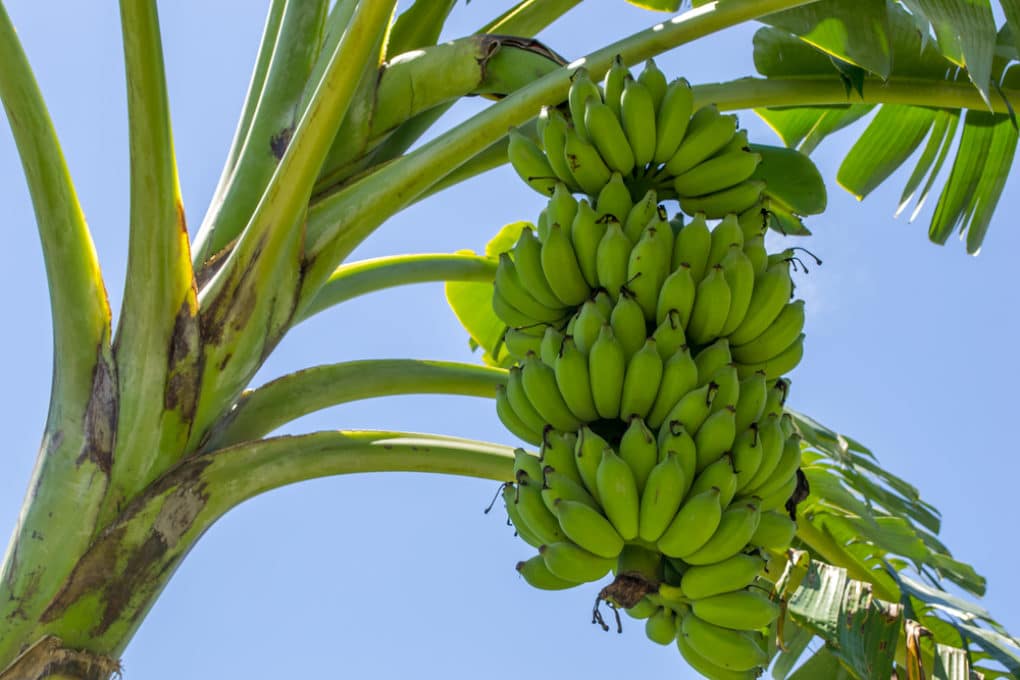 How Do Bananas Reproduce? Garden.eco