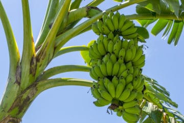 Banana Tree In Texas