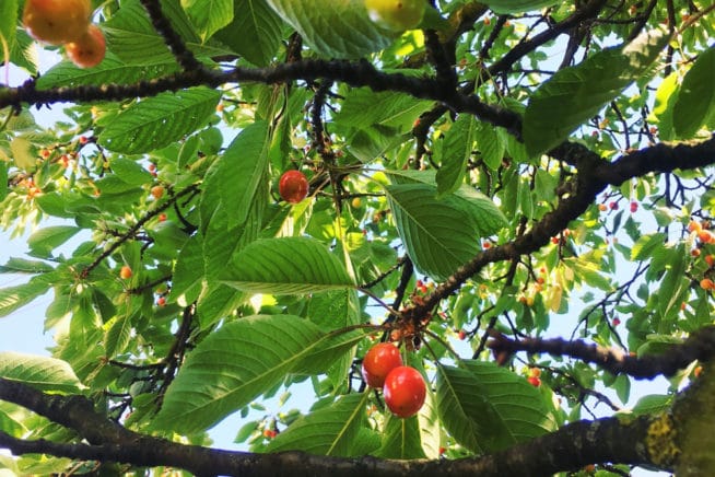 Can You Plant Cherry Pits? » Yes, But It's Not Like Mom