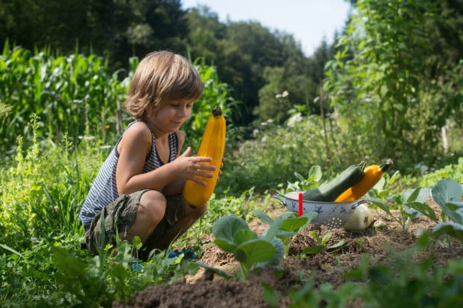 Companion Plants For Zucchini Know Their Friends Enemies