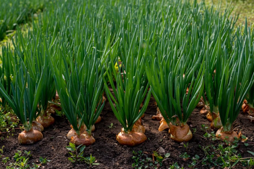 How to Regrow Onions » All the Top Tips for Success