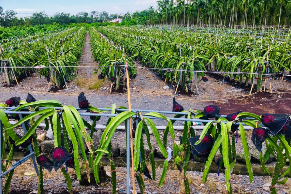 Dragon Fruit Plant Care » Keeping It Happy & Healthy