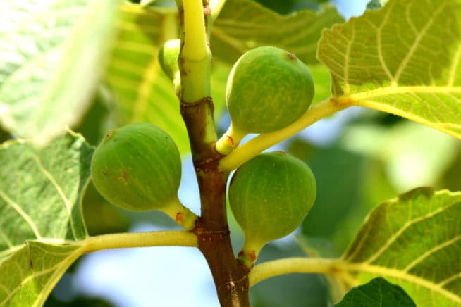 Fig Tree Care » Top Tips