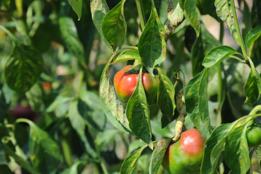 Green Peppers Turning Red? » Tips on a Natural Process