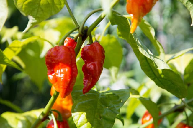 Epsom Salt and Peppers - Garden.eco