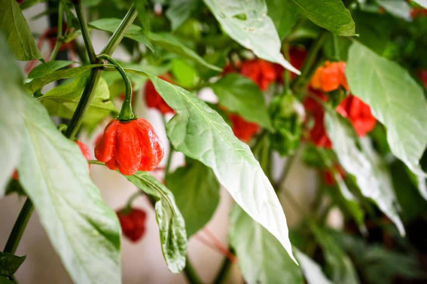 Growing Habanero Peppers » Top Tips for Success