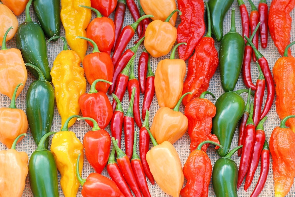 Can Anyone Help Identify This Pepper Hotpeppers | My XXX Hot Girl