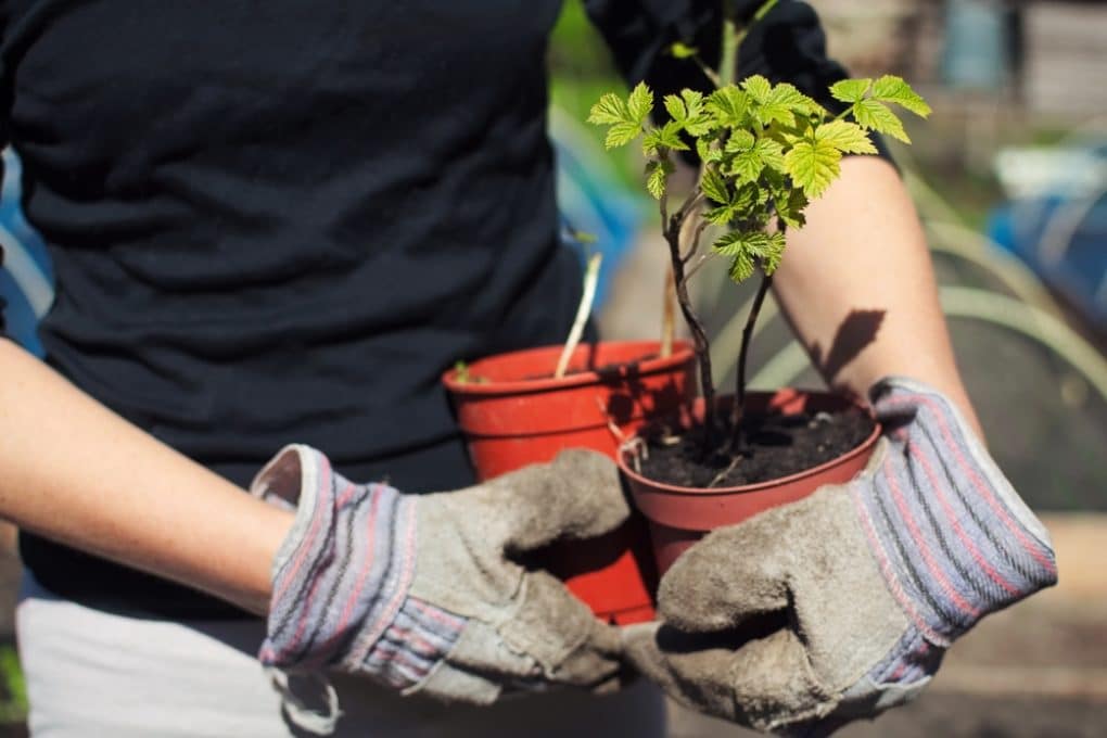 Growing Raspberries in Containers » All the Top Tips