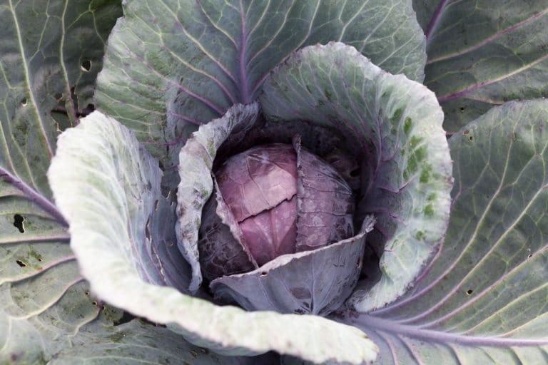 Cabbage Spacing Give Them Space To Breathe   Growing Red Cabbage 768x512 