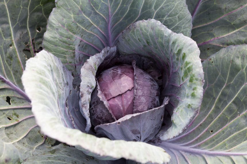 Growing Cabbage » Top Tips to Grow Like a Champ