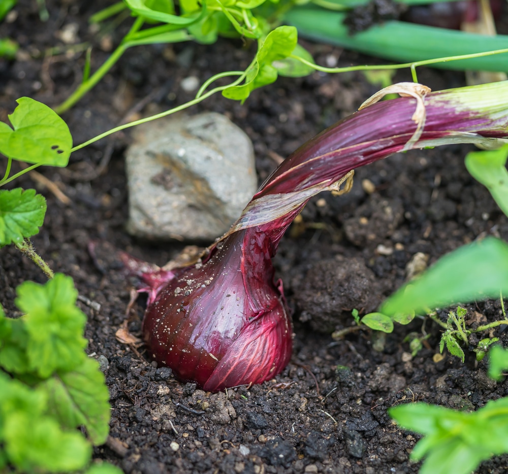 Growing Red Onions Top Tips For Success