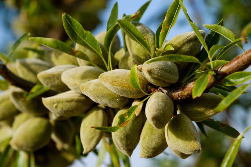 how-do-almonds-grow-the-answer-might-surprise-you-garden-eco