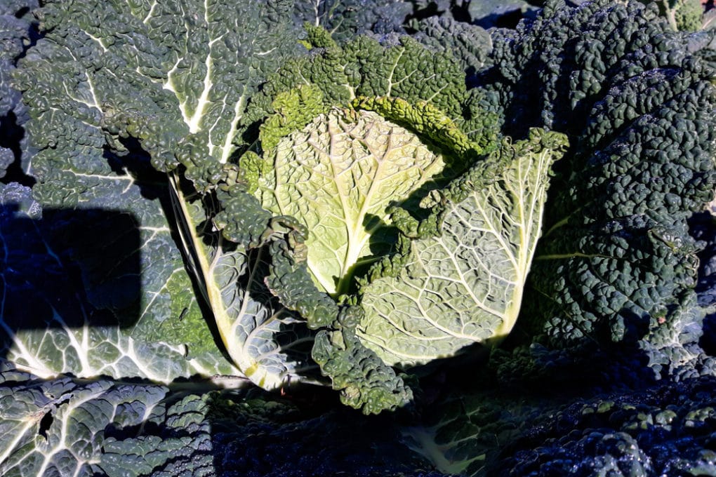 Cabbage Spacing » Give Them Space to Breathe