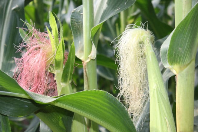 Plants That Look Like Corn Stalks Top Suggestions