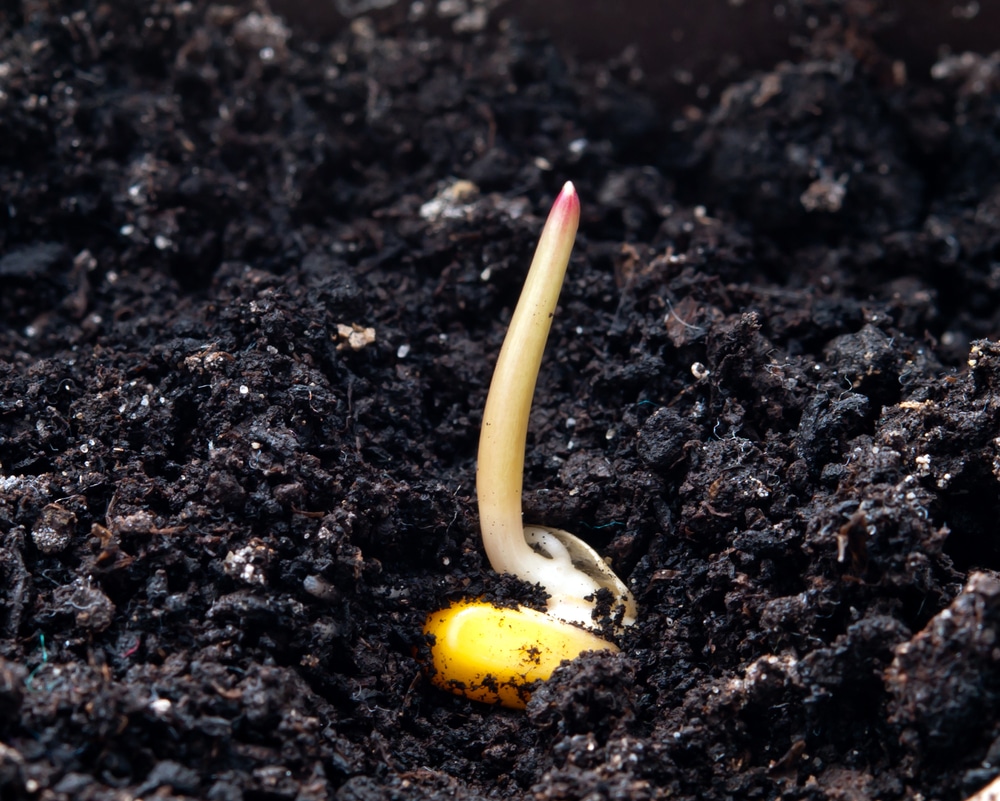 How Long For Corn To Germinate Top Facts Tips